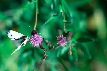 butterfly with long striped proboscis on purple garden flower