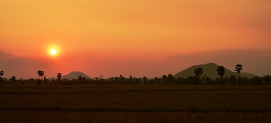 Fototapeta na wymiar Sunset view with rice fields with palm trees.