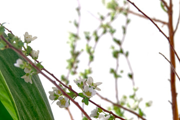 branch with flowers isolated on white