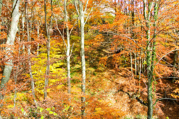forest in autumn, trees with colorful yellow, brown, red, green leaves, on mountain Kozara, in national park
