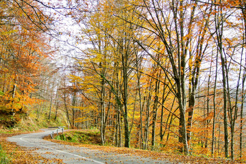curvy asphalt road through forest in autumn, trees with colorful yellow, brown, red, green leaves, on mountain Kozara, in national park