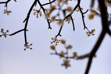 The bunches and white plumeria flowers