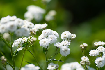 closeup gypsophila on blur background of other gypsophila.