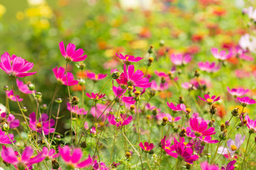 cosmos flowers blooming in a field