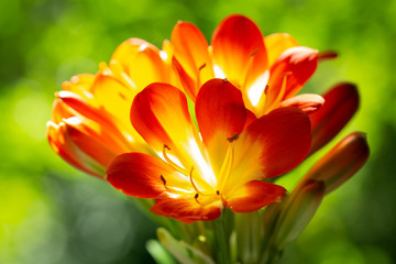 Fototapeta premium orange clivia flowers or natal lily in a garden