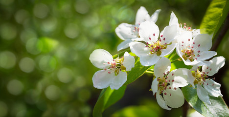Spring blossom background. Blooming pear tree on green background, white flowers on a tree