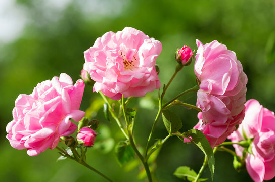blooming of rose flowers in a garden