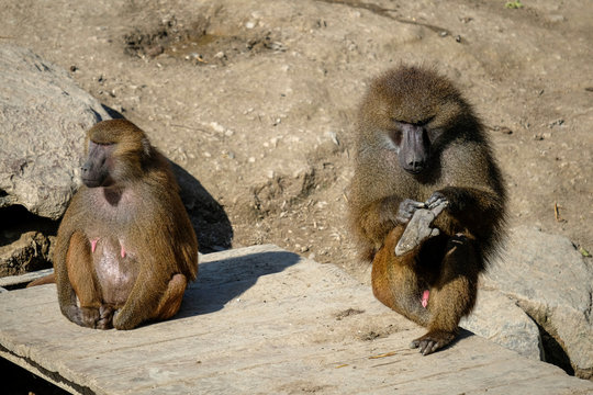 babouin m&acirc;le et femelle