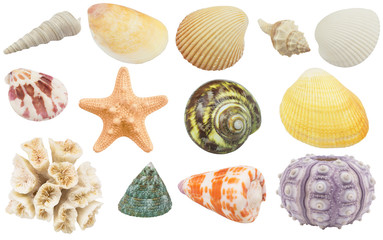 Collection of seashells, coral and starfish  isolated on white background