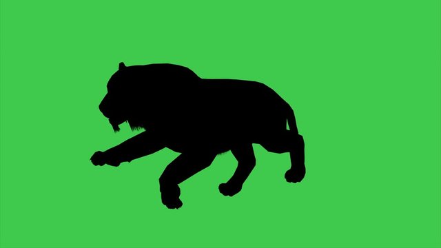 3d animation of Panther Moving Silhouette-separated on green screen