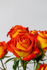 Beautifull group of roses yellow orande and red