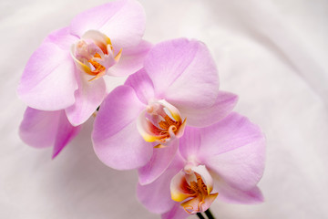 Naklejka na ściany i meble The branch of purple orchids on white fabric background