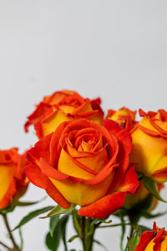 Beautifull group of roses yellow orande and red