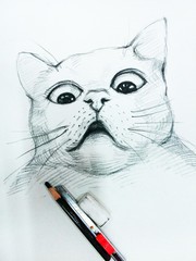 Art Drawing Sketch   shocked cat   thailand