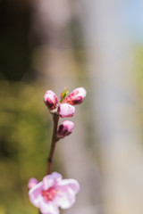 Cherry Blossoms, Pink Flowers, Blooming Flower