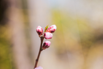 Cherry Blossoms, Pink Flowers, Blooming Flower
