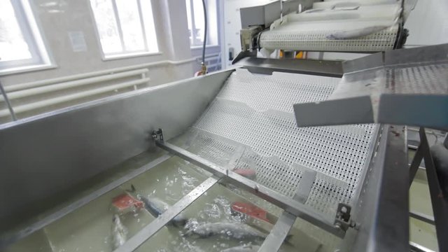Icy fish is getting chopped by a factory worker at modern Fish factory. Raw fish factory, fish farm factory, frozen fish, food factory, processing fish at the factory.