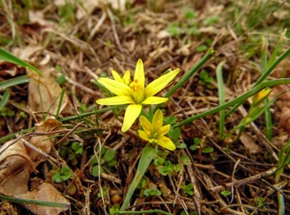 yellow snowdrop flowers in spring garden close-up