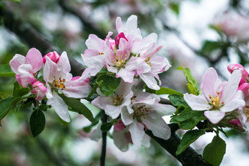 Blooming apple tree with water drops after rain. Blossom white and pink flowers on branch close-up, springtime concept.