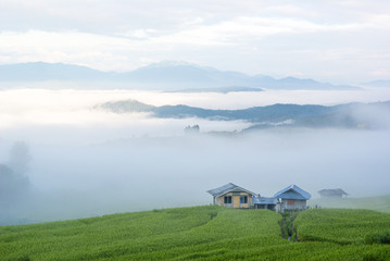 Fototapeta na wymiar Foggy among the rice field in the morning 