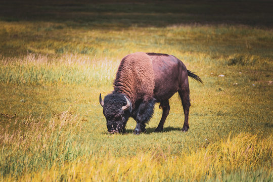 Buffalo Feeding on Grass, Buffalo Farm, Farmed Buffalo