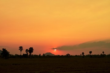 Fototapeta na wymiar Sunset with golden yellow sky at fields and palm trees