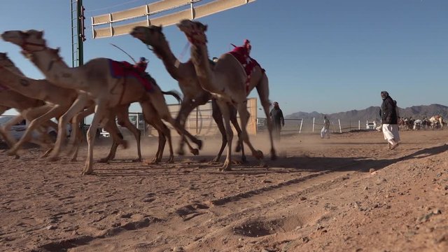 Slow motion of the start of a local camel race in the deserts of Saudi Arabia, traditional culture and classic entertainment in the Middle East