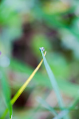 Water Droplet, Dew Drop, Bead of Water on Grass
