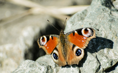 A beautiful multicolored butterfly sat on a stone. The first days of spring