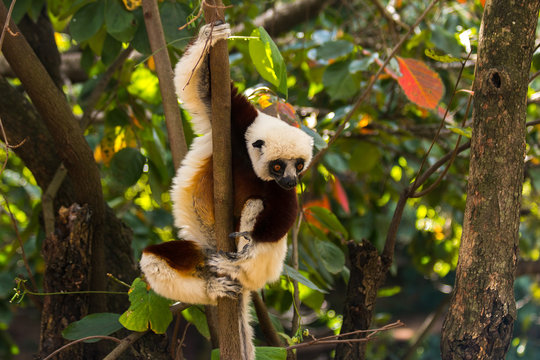  Coquerel's Sifaka In Madagascar