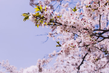 cherry blossom