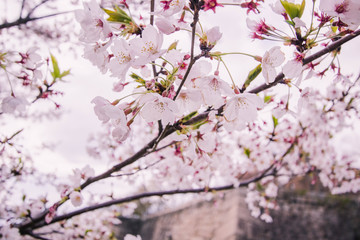 cherry blossom in spring