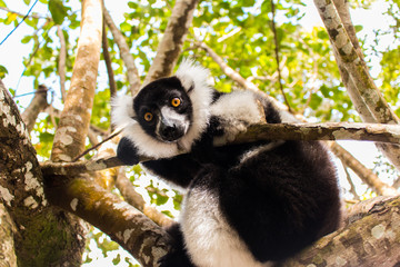 Black-and-white ruffed lemur close up in natural habitat looking at camera
