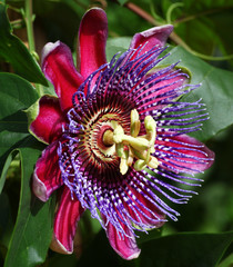 Beautiful red Passion Flower - passiflora showing ist delicate Details growing on a vine in the...