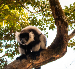 Black-and-white ruffed lemur (Varecia variegata) close up in natural habitat looking at camera