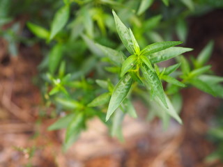 Thai herbs King of Bitter scientific name Andrographis paniculate Burm, Fah Talai john, green vegetable tree plant