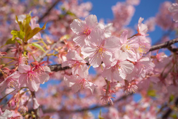 満開の桜