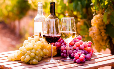 glasses of red and white wine and ripe grapes on table in vineyard