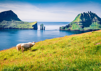 Sunny summer scene of Faroe Islands and Tindholmur cliffs on background. Flock of sheeps on the...