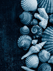 seashells on a dark background vertically