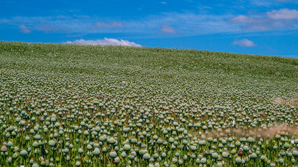 Fototapeta na wymiar A field of Opium Poppies in Tasmania 
