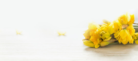 Banner of yellow daffodils at white background. Springtime concept