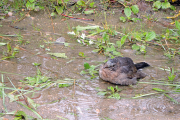 A juvenile common blackbird bathing in a puddle