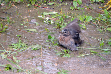 A juvenile common blackbird bathing in a puddle
