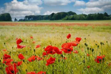 Mohnblumen an und im grünen Getreidefeld.