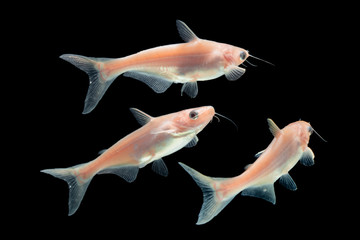 Albino Catfish (Pangasius hypophthalmus)  on black 