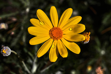 Yellow daisy with orange pistil and rain drops