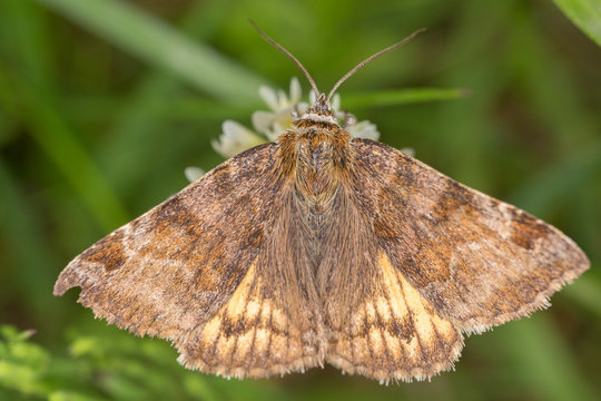 The burnet companion moth (Euclidia glyphica) is a moth of the family Erebidae.