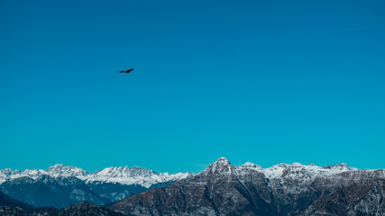 Naklejka na ściany i meble Griffons in the sky over the peak of italian alps