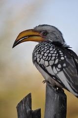 Southern Yellow Billed Hornbil